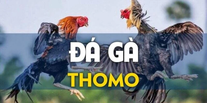 Đá gà Thomo 67